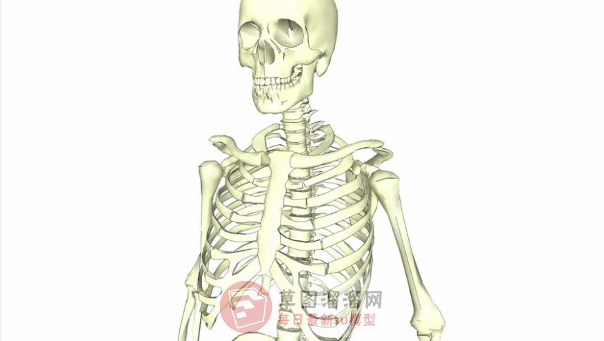 人体骷髅骨架SU模型