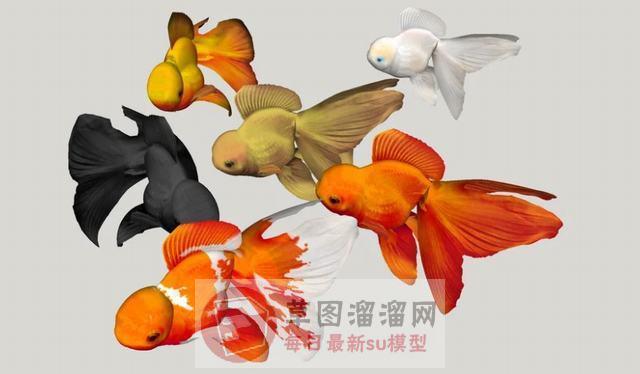 金鱼动物SU模型