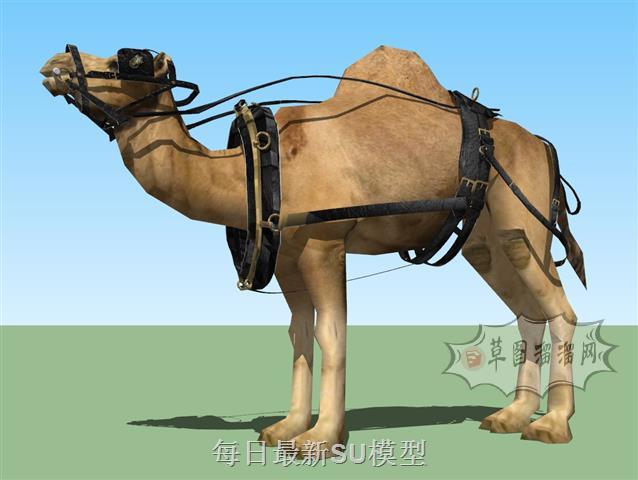 骆驼动物SU模型