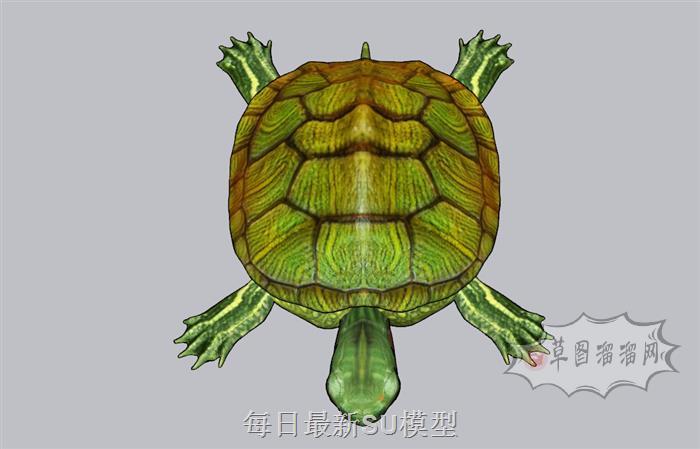 乌龟巴西龟宠物龟SU模型