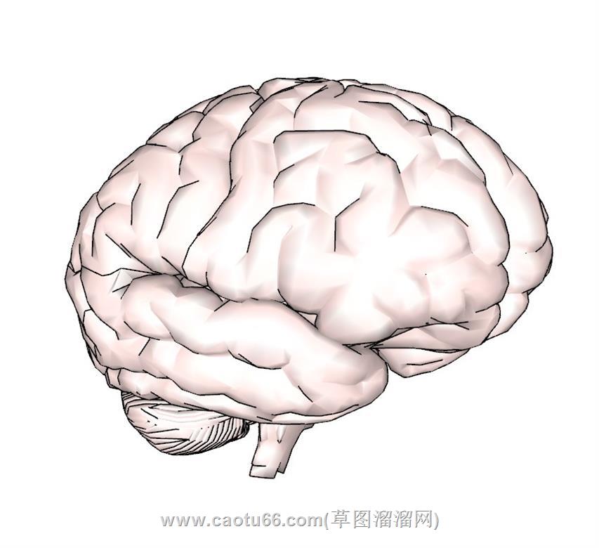 大脑人脑SU模型