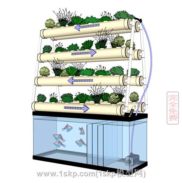 生态水培鱼菜系统