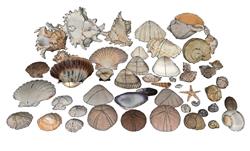海贝海螺贝壳水生物