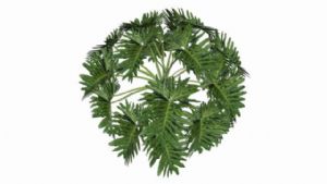 灌木植物SU模型