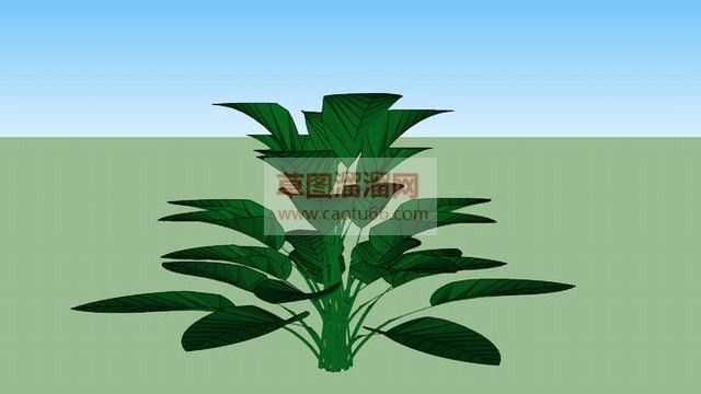 灌木绿色植物SU模型
