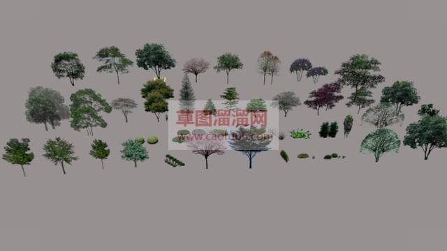 灌木植物SU模型