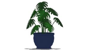 龟背竹植物盆栽SU模型