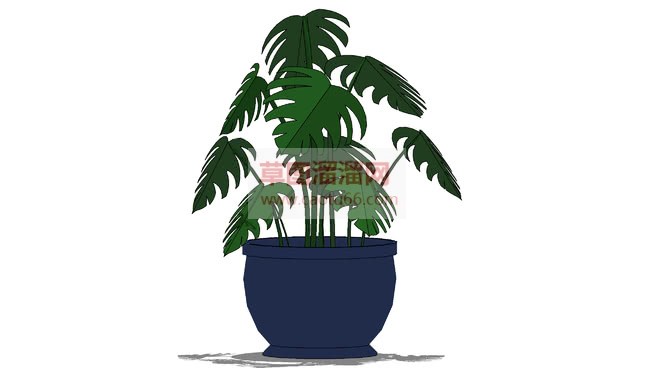 龟背竹植物盆栽SU模型