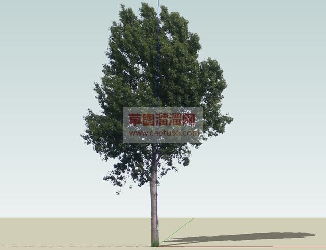 2D道杨树SU模型