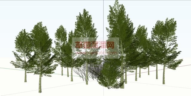 杨树白桦树道杨SU模型