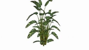 芭蕉树植物SU模型