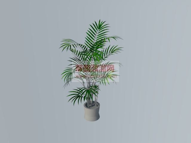 盆栽景观棕榈树SU模型