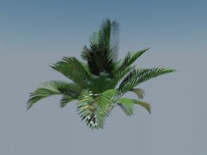 铁树植物SU模型