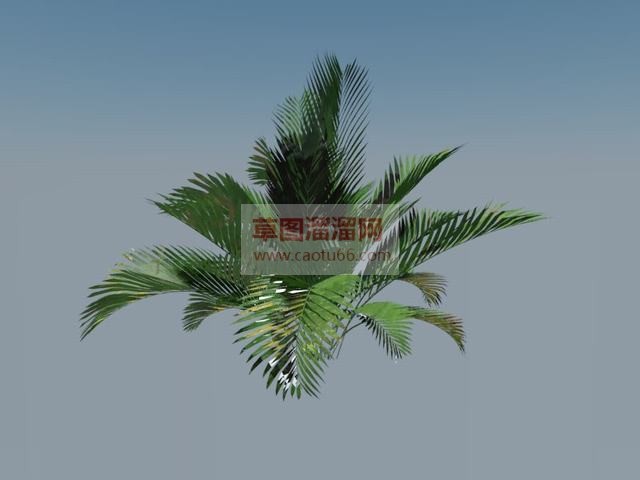 铁树植物SU模型