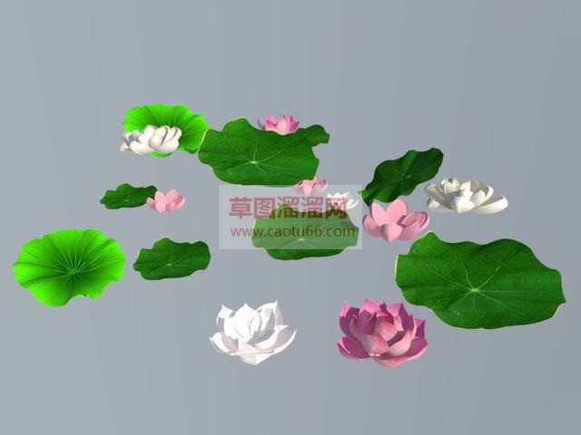 荷花莲花荷叶SU模型
