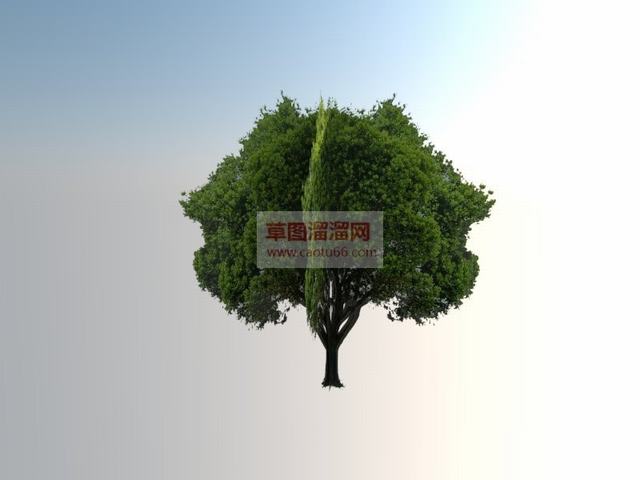 榆树树SU模型