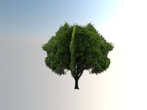 榆树树SU模型