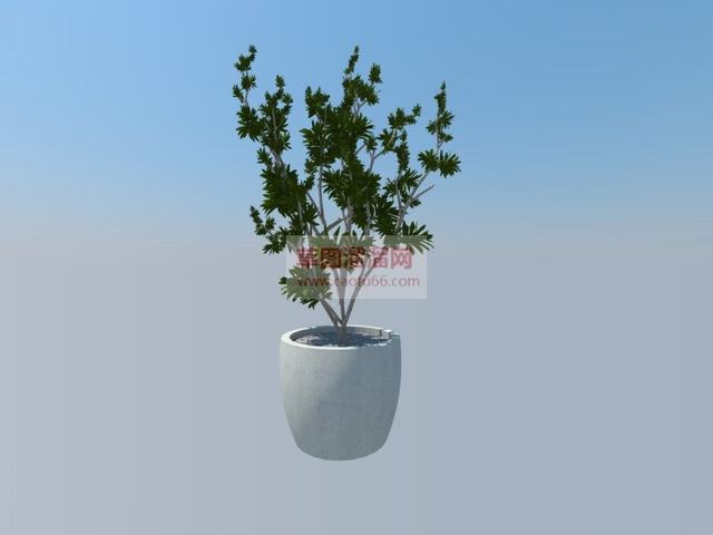 盆景植物盆栽SU模型