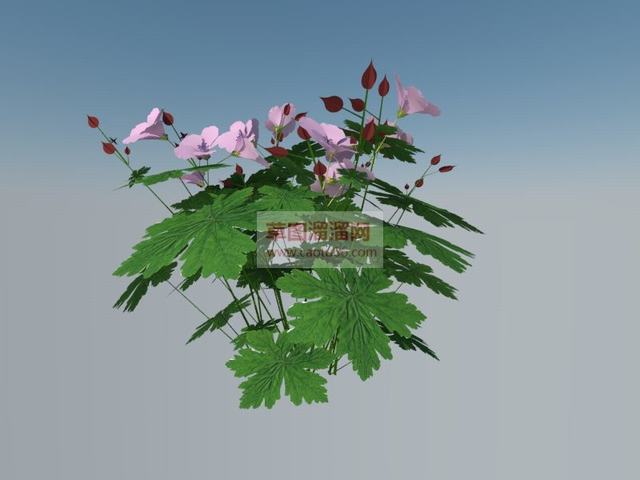 老鹳草植物SU模型