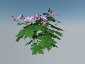 老鹳草植物SU模型 免费sketchup模型下载