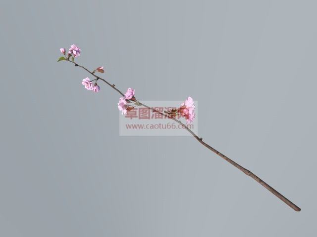 梅花桃花插花SU模型