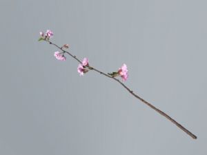 梅花桃花插花SU模型
