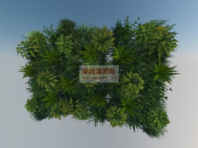 绿植墙墙上植物植物SU模型