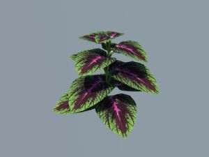 彩叶草植物SU模型