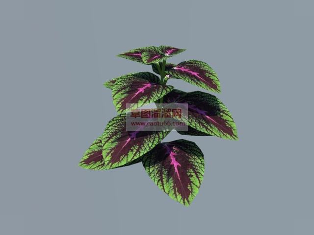 彩叶草植物SU模型