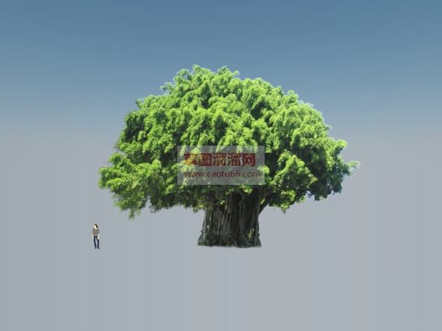2d榕树树SU模型