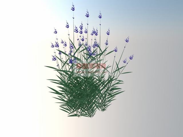 薰衣草花草植物SU模型