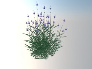 薰衣草花草植物SU模型