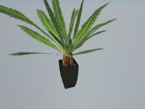 装饰植物苏铁树花盆SU模型 免费sketchup模型下载