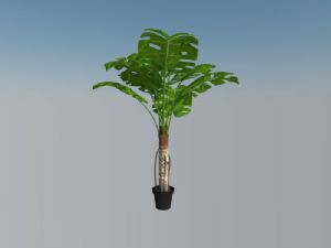 装饰植物大龟背竹盆栽SU模型