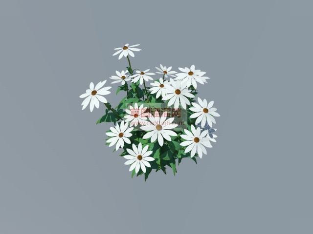 紫锥菊白色花植物模型SU模型