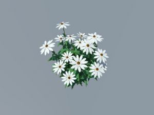 紫锥菊白色花植物模型SU模型