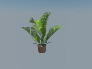 铁树景观植物SU模型