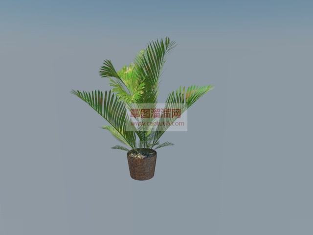 铁树景观植物SU模型