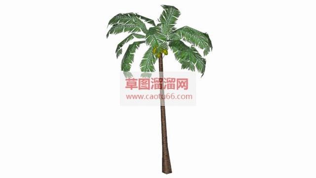 棕榈树椰子树椰子SU模型