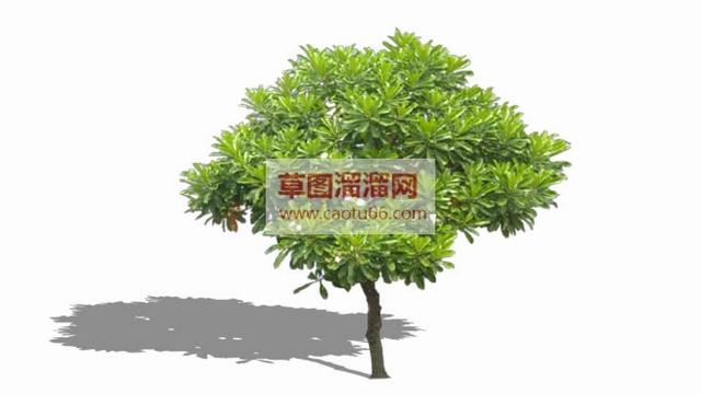 果树芒果树SU模型