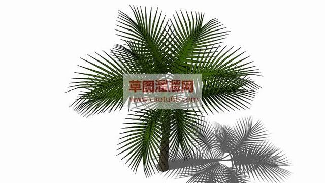 棕榈树SU模型