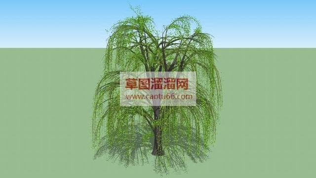 柳树SU模型