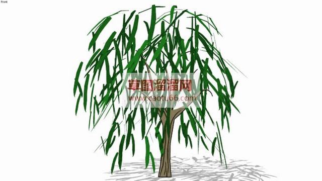 植物柳树SU模型