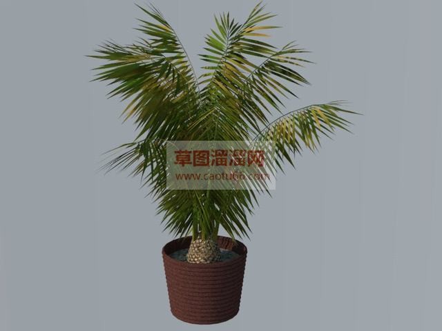 盆栽盆景植物SU模型