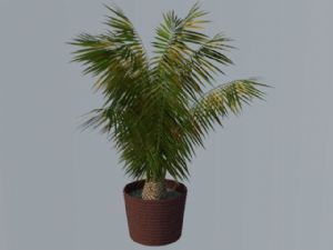 盆栽盆景植物SU模型