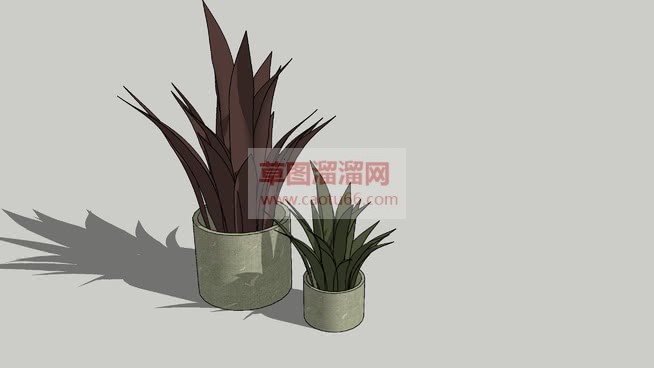 多肉植物盆栽SU模型