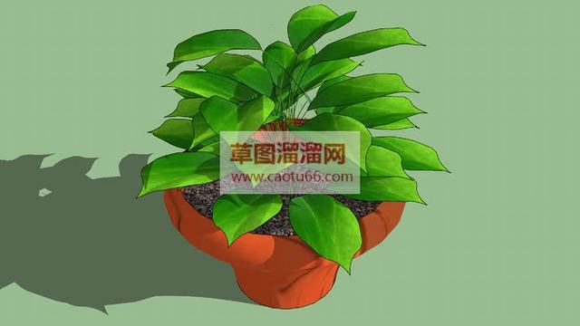 绿萝植物SU模型