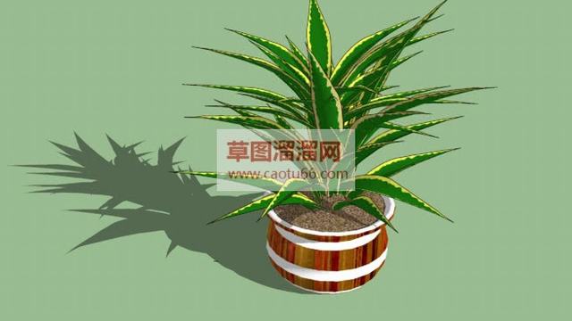 灌木植物盆栽SU模型