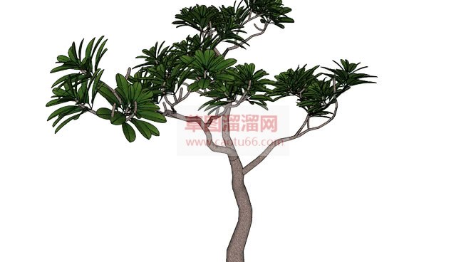 小茴香树+树SU模型
