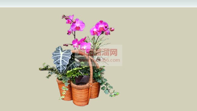 贴图花篮植物SU模型